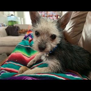 Meet your Posher, Amy